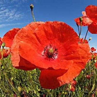 ob体育最新官网下载手机版截图